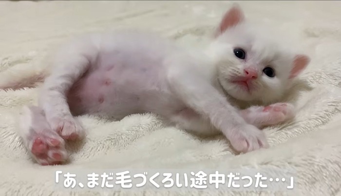 横になっている子猫