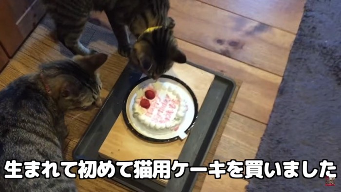 ケーキを見つめる猫