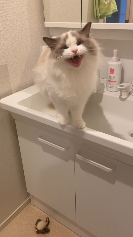 洗面台でお返事する猫さん