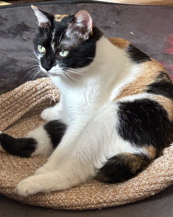 テレビを見る雷十太ちゃん