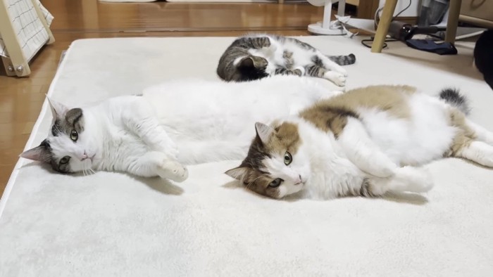 豆大福くんと秀吉くん