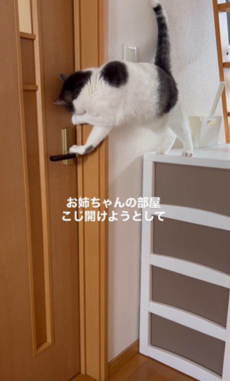 ドアをこじ開けようとする猫