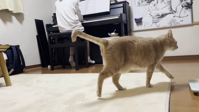 ピアノを弾いている女の子と通りすがる猫