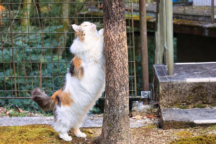 マーキングする猫