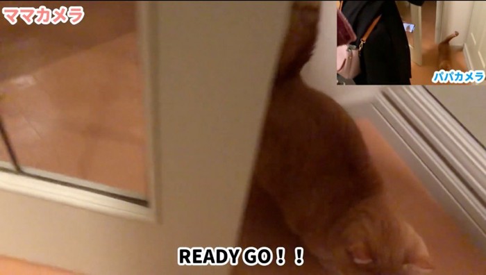 開いた扉から部屋の中に入ってくる猫