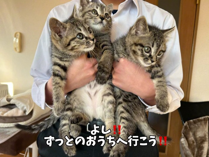抱っこされ横を見る子猫たち