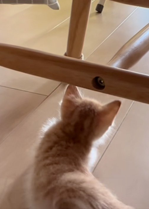 落ちた猫