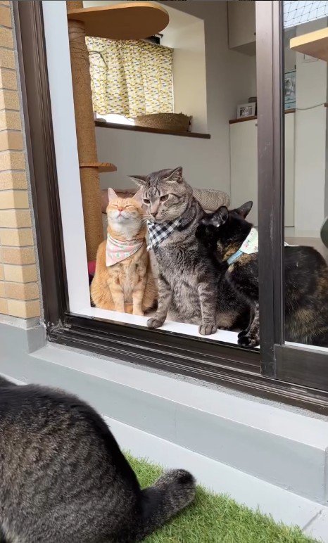 外の匂いを嗅いでいる猫たち