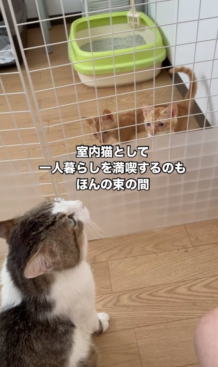 フェンス越しに茶トラの子猫たちに見つめられている猫