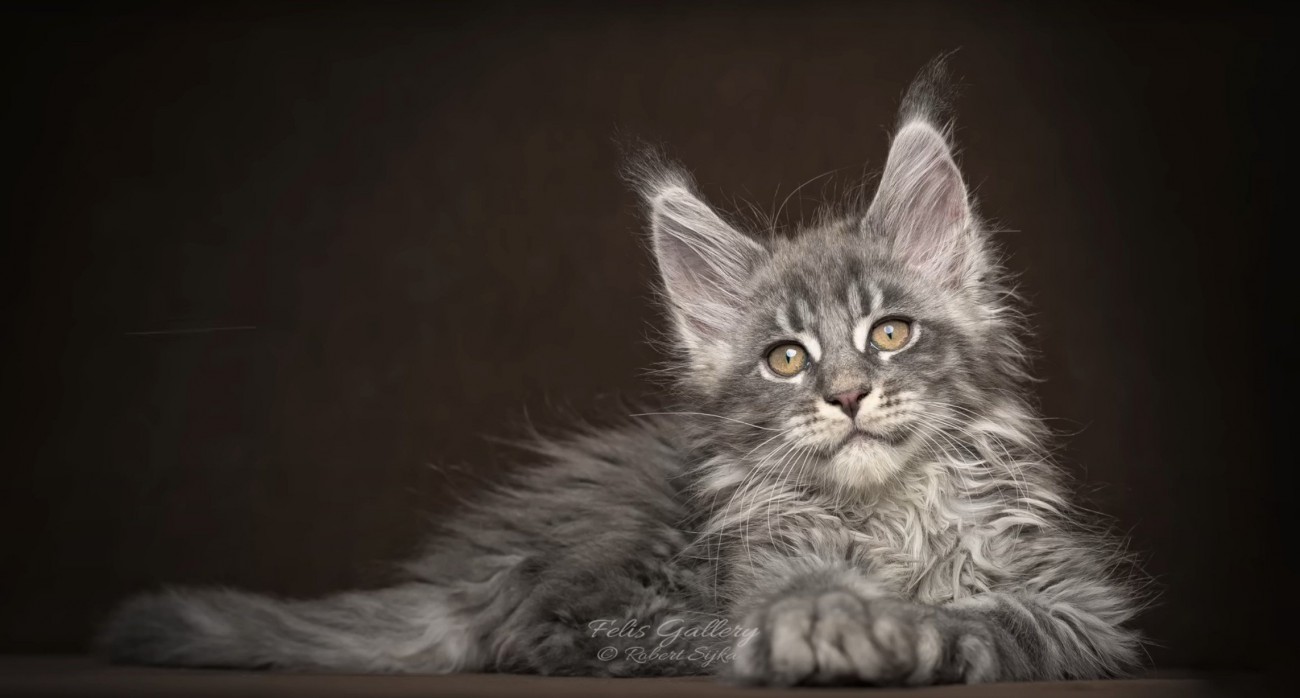 綺麗なショット