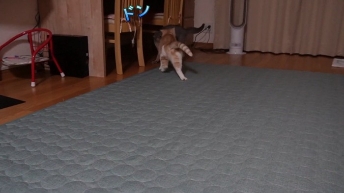 詰められるグレーの猫