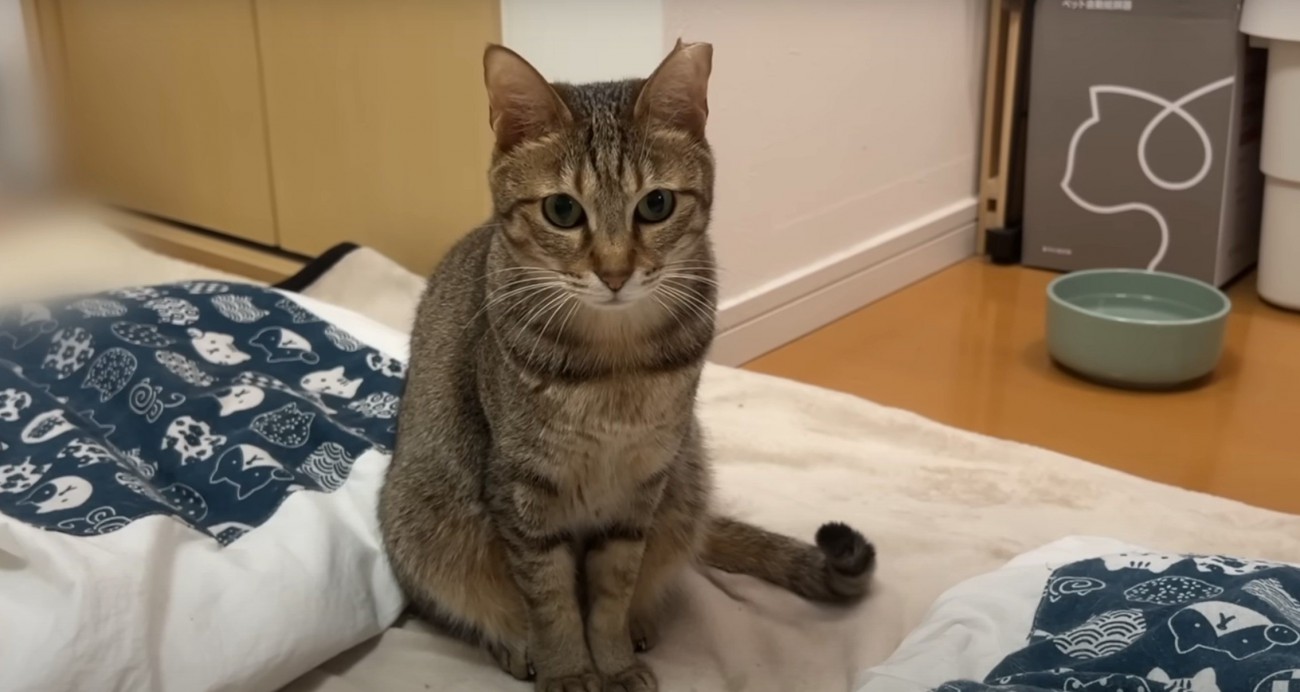 座るキジトラ