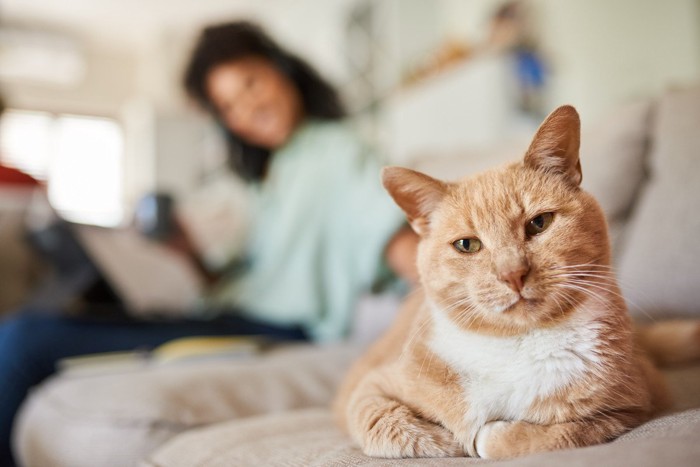 適度な距離感で過ごす猫と飼い主