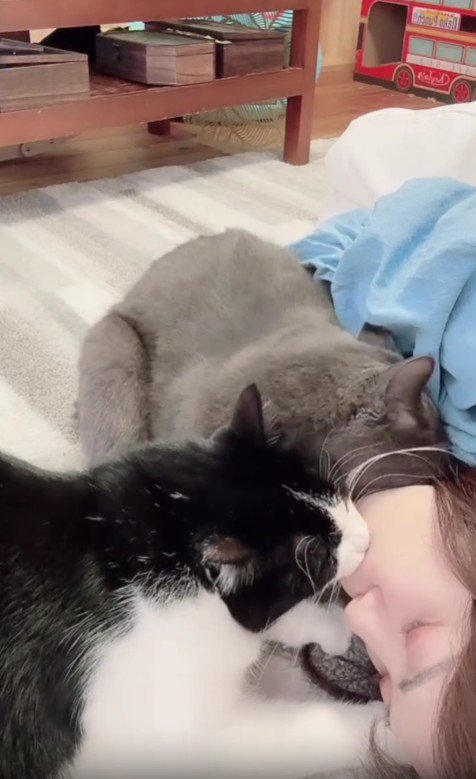 2匹の猫に甘えられる飼い主