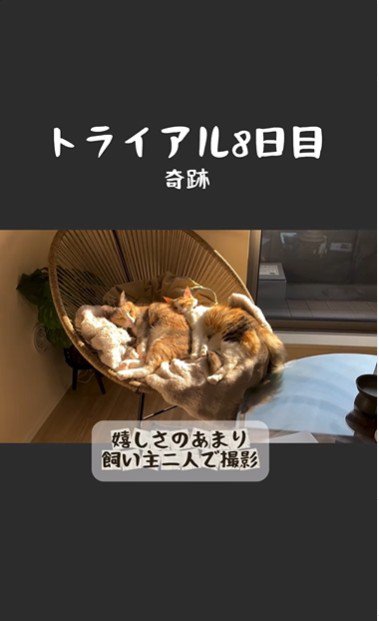 椅子の上で寝ている2匹の猫とそれを撮影している人