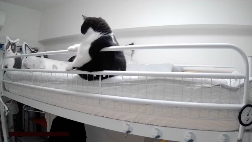 ベッドに前足をかける猫の後ろ姿