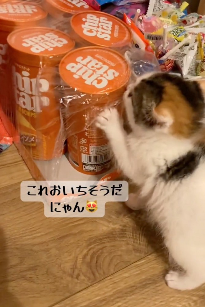 噛み続ける子猫