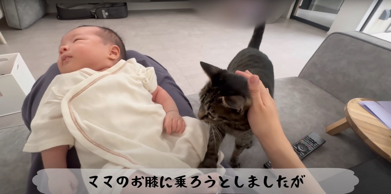 ママさんの下へ甘えに来たももまるちゃん