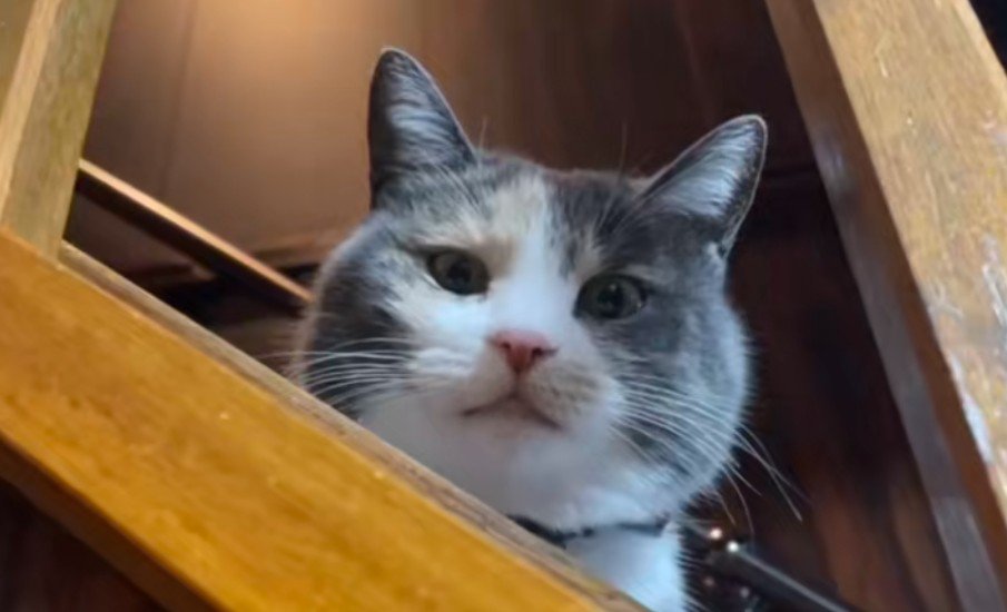 冬毛のにゃうちゃん