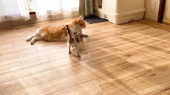 三毛ちゃんの後ろ姿