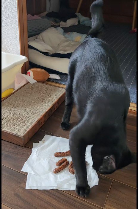 ティッシュをひっかいている猫