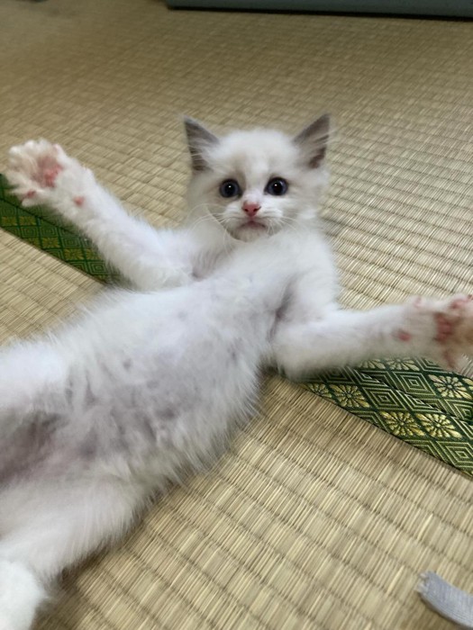 仰向けの子猫