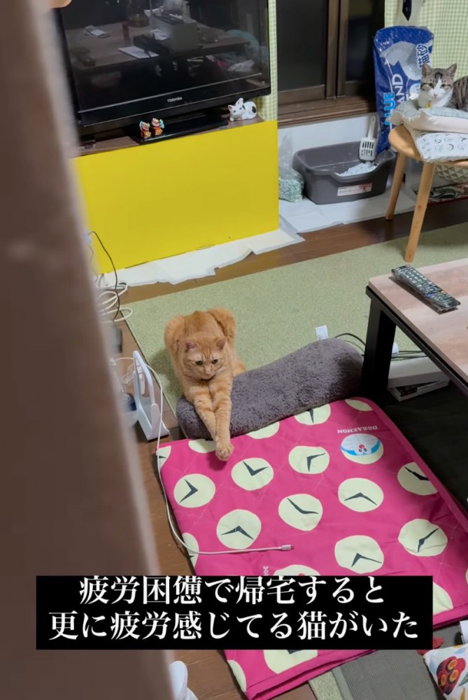 前足を伸ばして休む猫