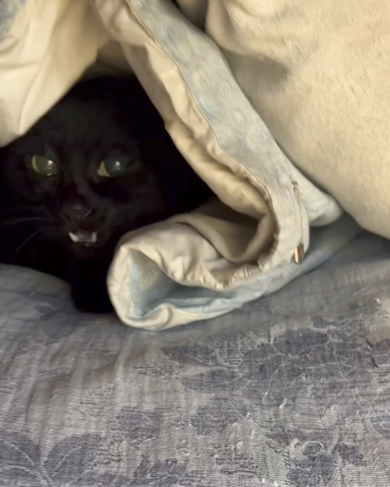 布団の中から顔を出す猫