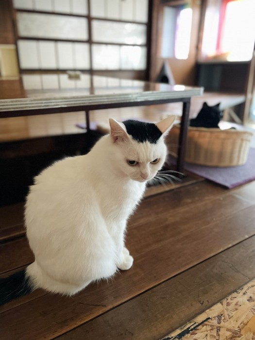 カゴに入っている黒猫と、黒猫のそばに座る白黒猫