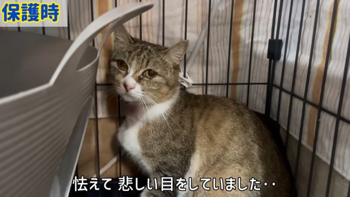 座っている猫