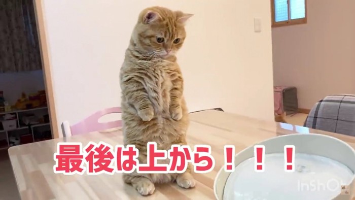 立ち上がる猫