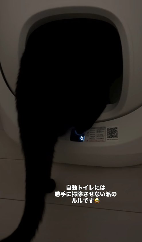 トイレの中に上半身を入れている黒猫