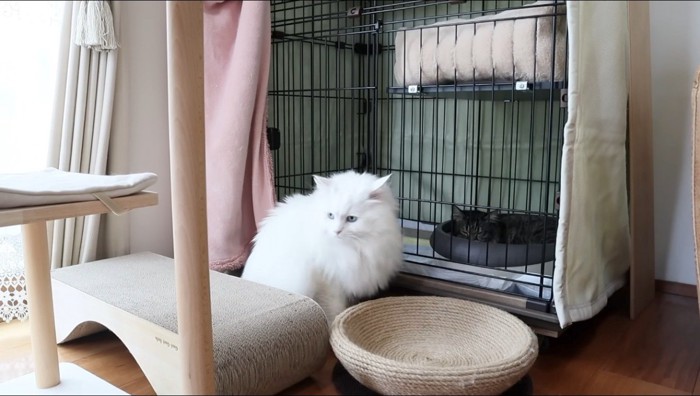 ケージから離れる白猫