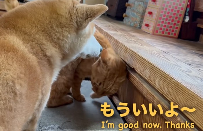 体勢を変える猫とそれを見つめる柴犬(もういいよ~)