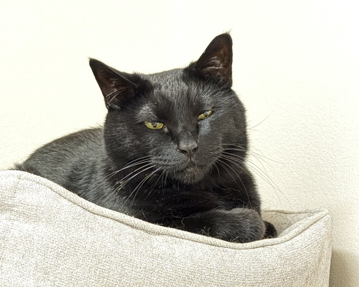 ペットベッドに座る黒猫