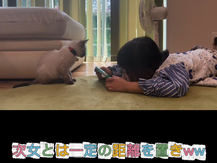 子どもを見ている子猫