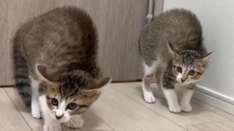 やんのかする子猫たち