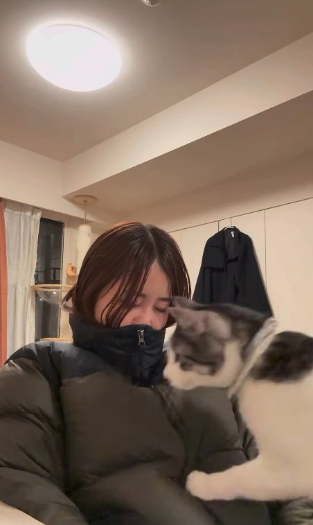 飼い主のひざに乗る鯖白猫