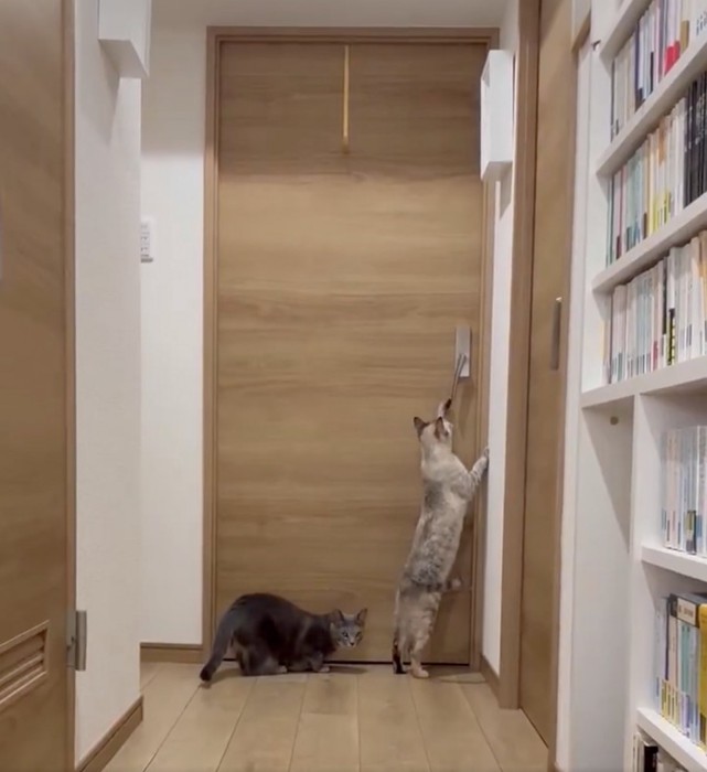ドアに手を伸ばして立っている猫