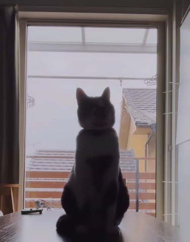 コタツの上に座る猫のシルエット