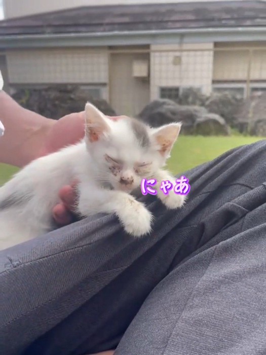 人の膝の上で鳴く子猫