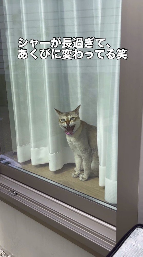 飼い主を見てあくびをする猫