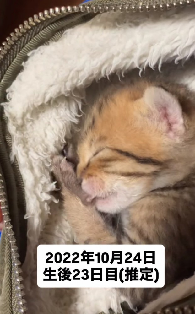 赤ちゃん猫