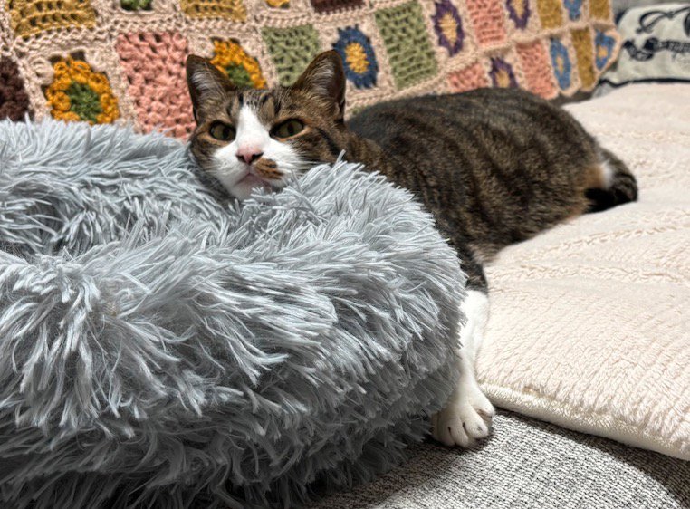 ペット用ベッドのフチにアゴを乗せて飼い主を見つめる猫