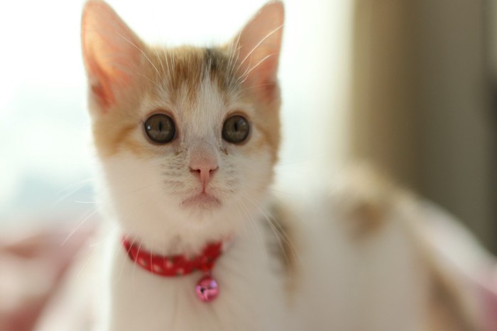 首輪をする子猫