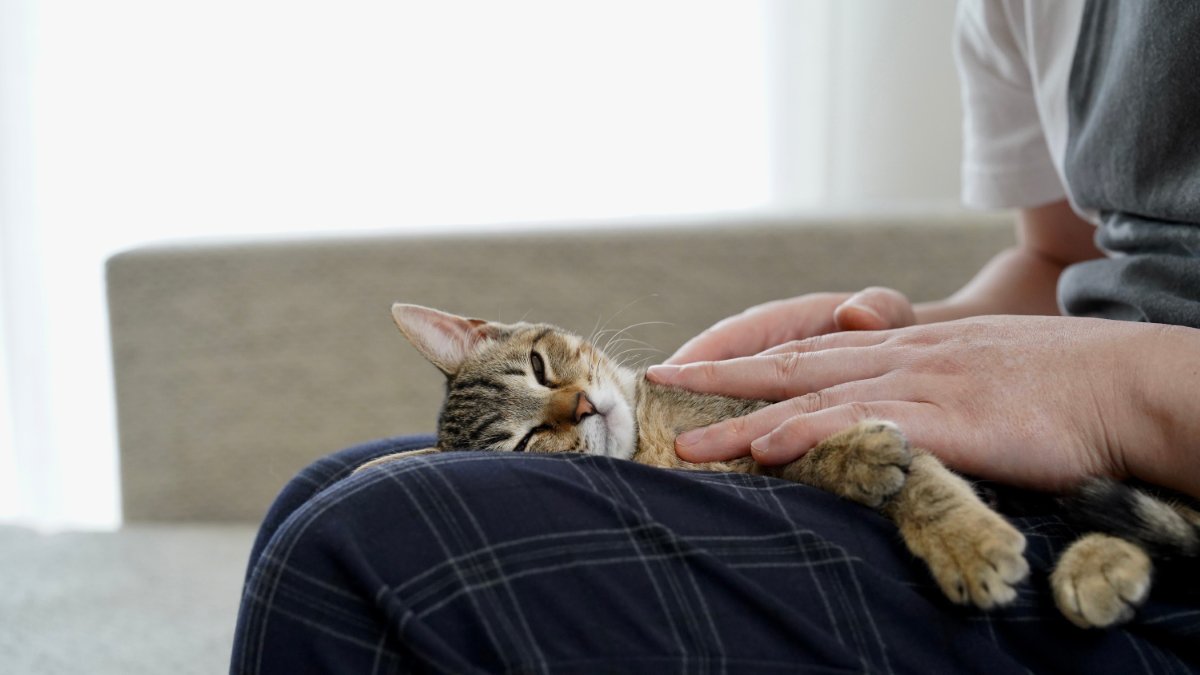 マッサージされる猫