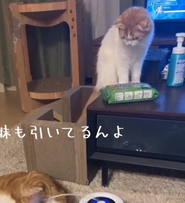 下を見る妹猫