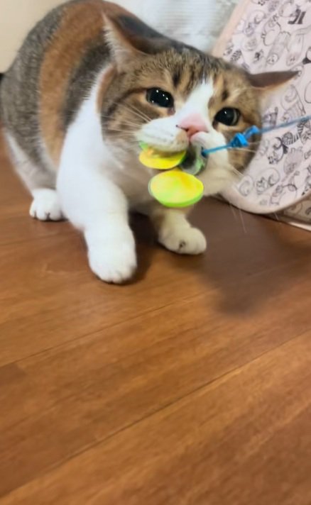 ねこじゃらしをくわえて引っ張るマンチカン