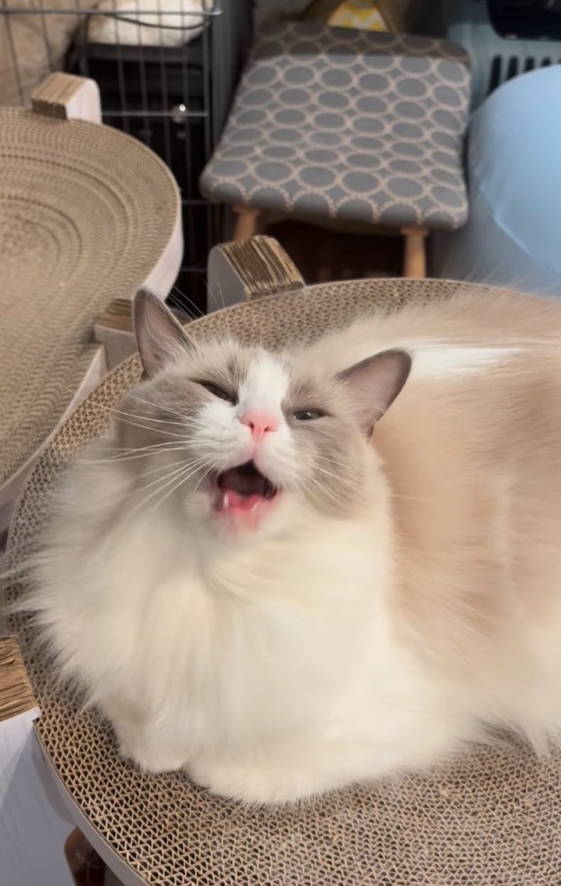 口を開けてこちらを見る猫