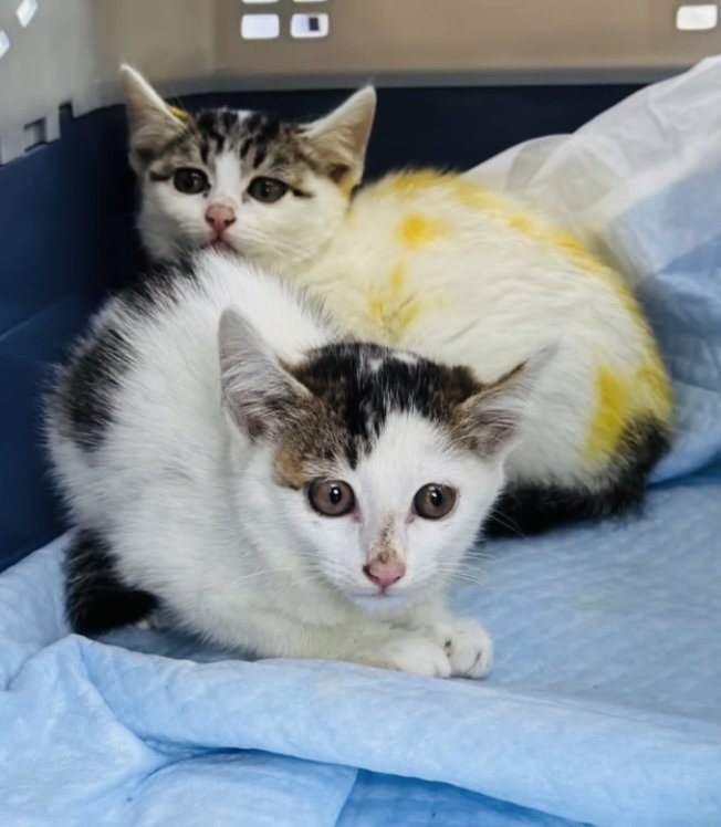 保護器の中の2匹の子猫